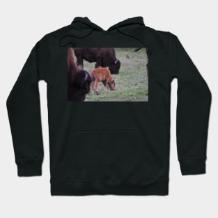 Bison Calf Hoodie